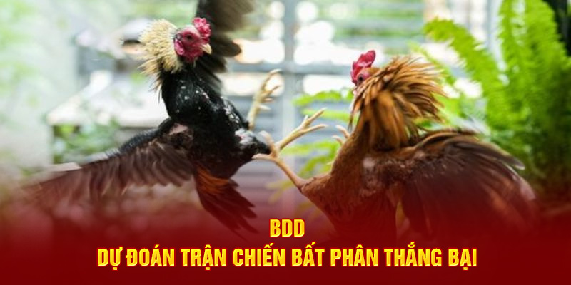 BDD - Dự đoán trận chiến bất phân thắng bại
