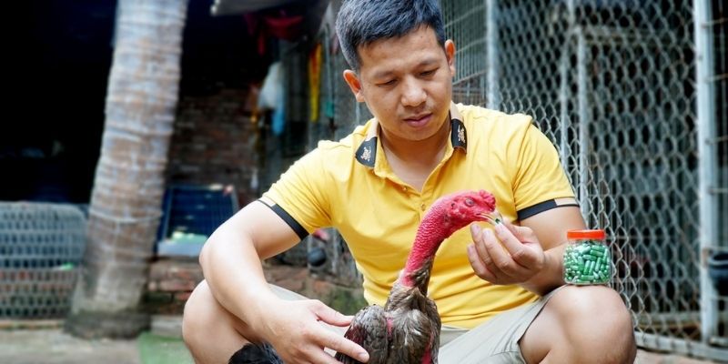 Chăm sóc linh kê sau trận chiến