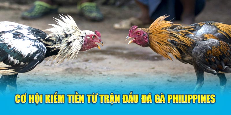 Kiếm tiền từ các trận đá gà tại Philippines