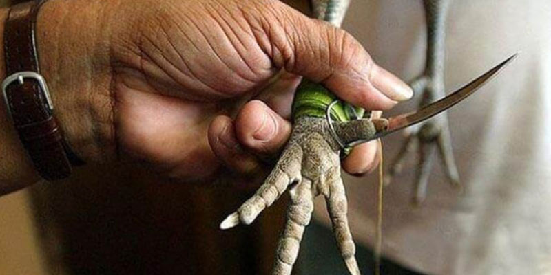 Hình thức thi đấu mang tính quyết định sinh tử của chiến kê