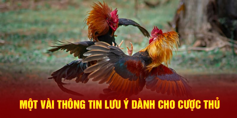 Một vài thông tin lưu ý dành cho cược thủ