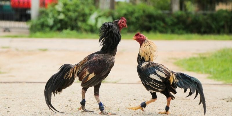 Nuôi dưỡng chiến kê tham gia đá gà cựa sắt